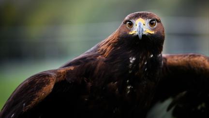 Golden Eagles Return to England