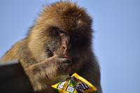 Gibraltar monkeys eat soil to digest