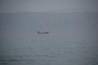 Vessel seized near UAE