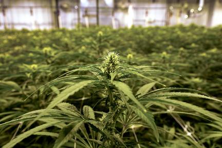 Trump reclassifies medical marijuana