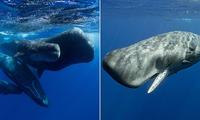 Sperm Whale 'Language' Discovered
