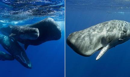 Sperm Whale 'Language' Discovered
