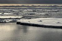 Antarctic sea ice at record low