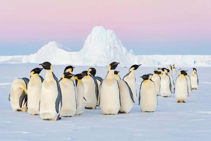 Emperor Penguins Now Endangered