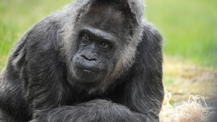 Hoover gorilla celebrates 69th birthday