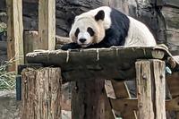 China to send pandas to Atlanta