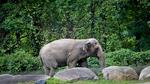 Happy the Elephant Dies