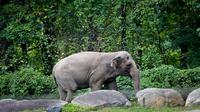 Happy the Elephant Dies